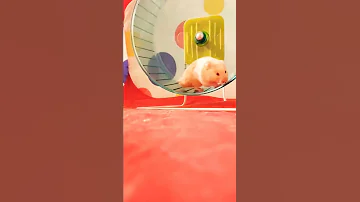 Hamster's Daily Night Routine - Taking Care of a Syrian Hamster 🐹