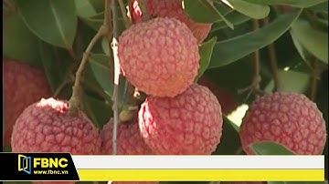 FBNC - BẮC GIANG : VỤ VẢI THIỀU NĂM 2017 THÀNH CÔNG NHẤT TRONG 60 NĂM QUA