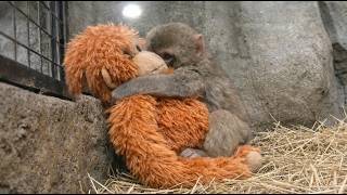 Baby Monkey Refused To Let Go Of A Stuffed Toy — The Reason Left Millions In Tears