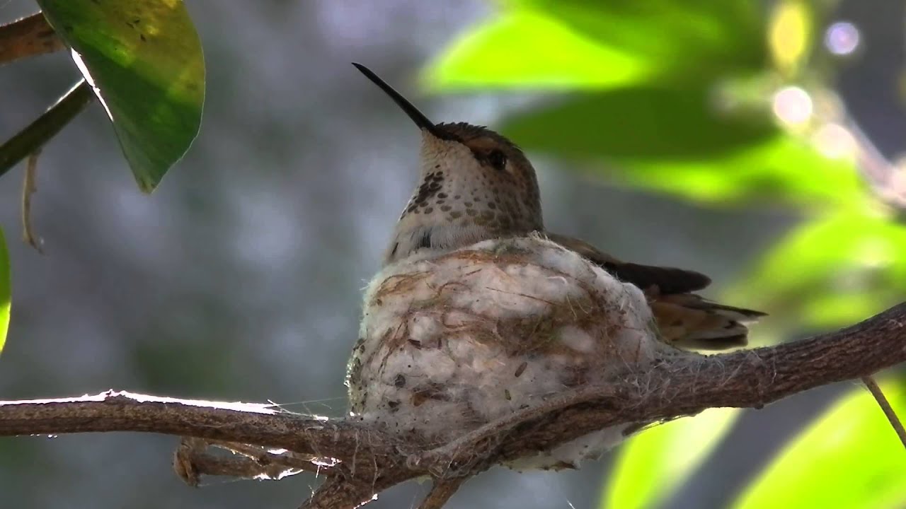 Allen's Hummingbird Sitting on Egg 