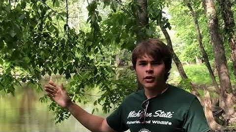 Branch Out! presents: Silver Maple