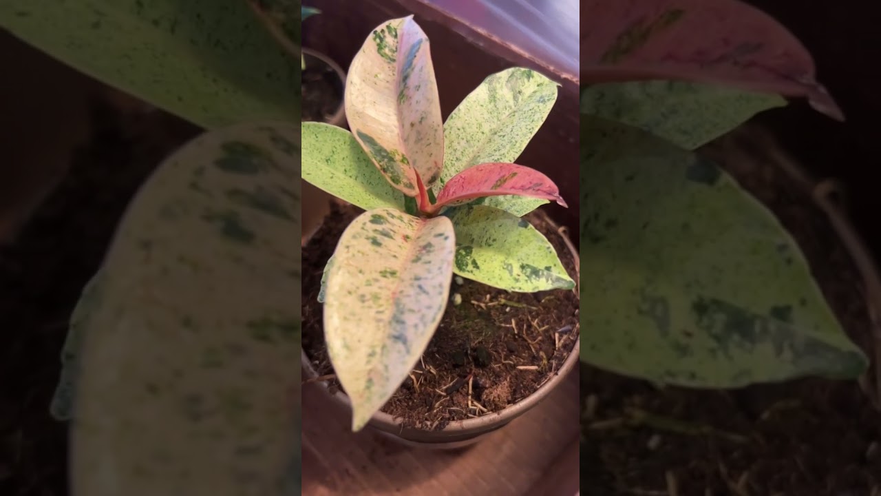 Ficus Elastica ‘Moonshine’ for $10!!!!! 