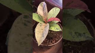 Celebrity Ficus Elastica ‘Moonshine’ for $10!!!!! #plantshorts #ficuselastica Profile
