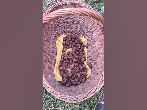 Удобрения пролонгированного действия. - YouTube