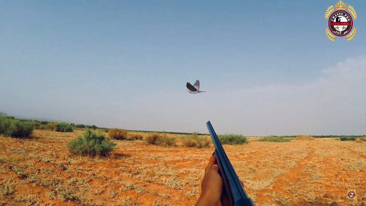 DOVE HUNTING 2019