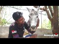 Abused donkey burned by hot water left to die rescued.