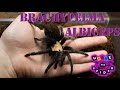 Паук птицеед Brachypelma albiceps содержание и уход