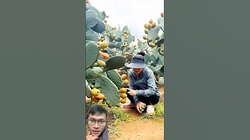 Bí quyết cho cây xương rồng nhiều quả