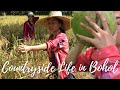 Traditional Way Of Harvesting Rice in Bohol, Philippines | Countryside Life | MSCYNTHIA