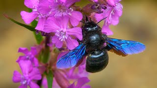 Violet Carpenter Bee (Xylocopa violacea) - A Gentle Giant in Your Garden