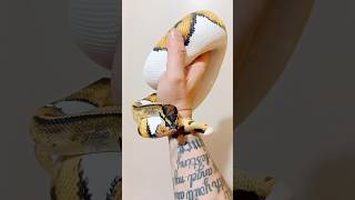 Normal pied or fire pied? what do you think? 🤔 #ballpython #pets  #shorts