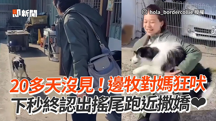 20多天沒見！邊境牧羊犬對媽狂吠　認出後狂搖尾巴跑近撒嬌❤｜寵物動物｜狗｜邊牧｜精選影片 - 天天要聞
