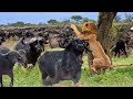 Lion Attack Buffalo - Buffalo Save Fellow From Lion Pride Hunting - Animals Fight