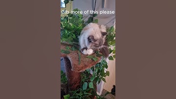Is Catnip a Scam? Orichan finds out!