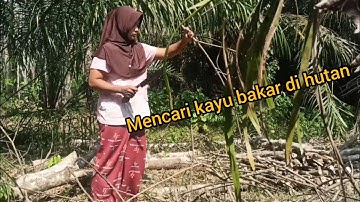 mencari kayu bakar bersama si kecil...