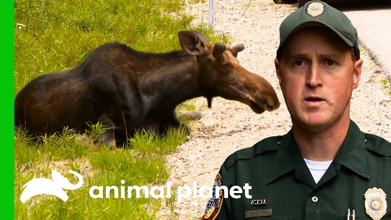 Moose Is Injured After A Terrible Car Crash North Woods Law YouTube