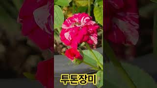 아우라? 투톤 칼라 미니장미 #다육이공부방 #작은다육사랑 #봄원종게발 #garden#금손다육 #succulent #장미#투톤장미