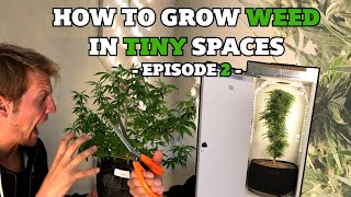 How to grow weed in tiny stealth grow box - Episode 2 - Defoliation & Training