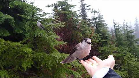 Wild Gray Jays Land on Hand