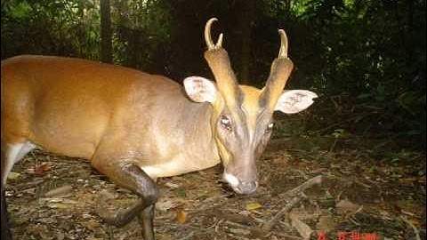 WWF-Malaysia Camera Trap Photos from Wildlife Monitoring Unit (WMU)