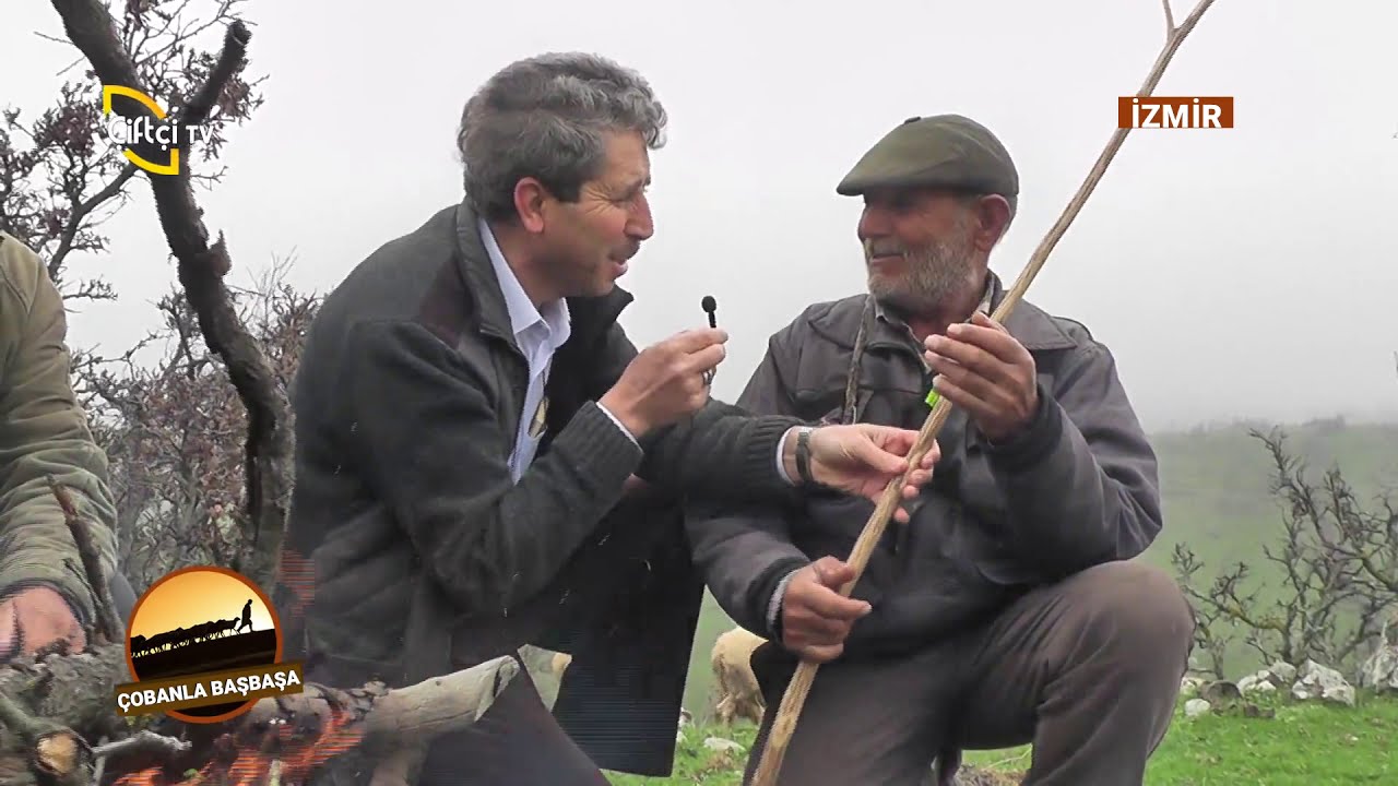 İzmir/Bergama'da Çobanlarımızla Buluşuyoruz - Çobanla Baş Başa / Çiftçi TV