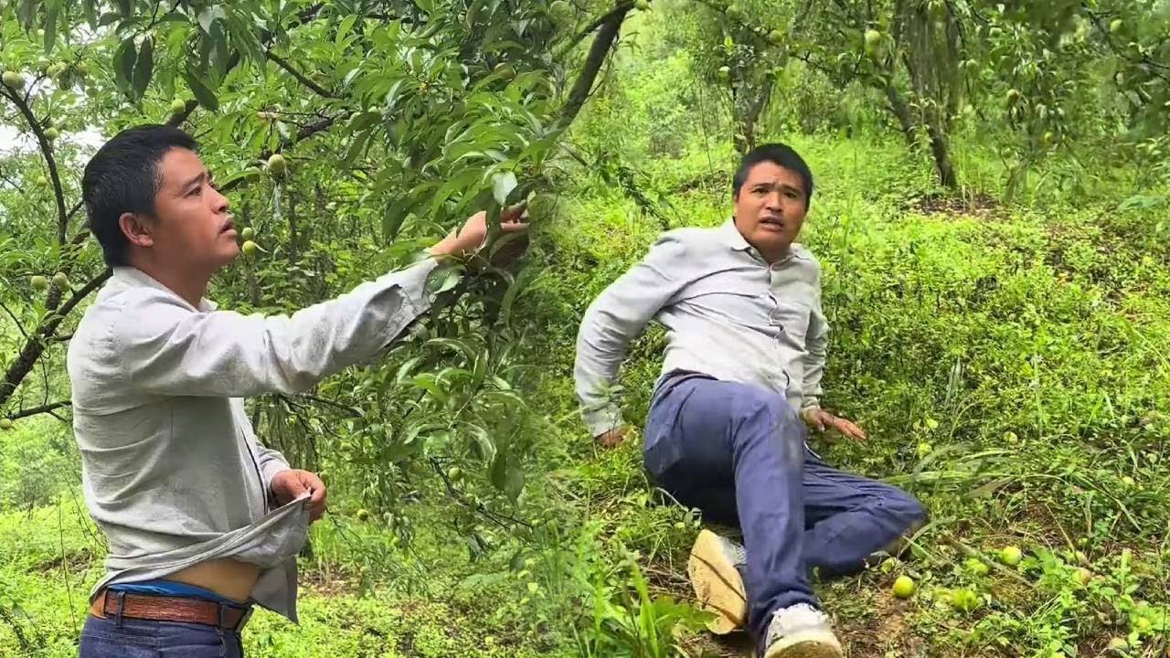 The handsome man was startled by a passerby while picking plums.