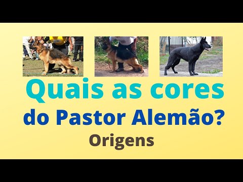 Vídeo: Brasão pastor alemão e variedades de cores