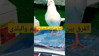 الفرق بين الحمام اللاحم والبلدى