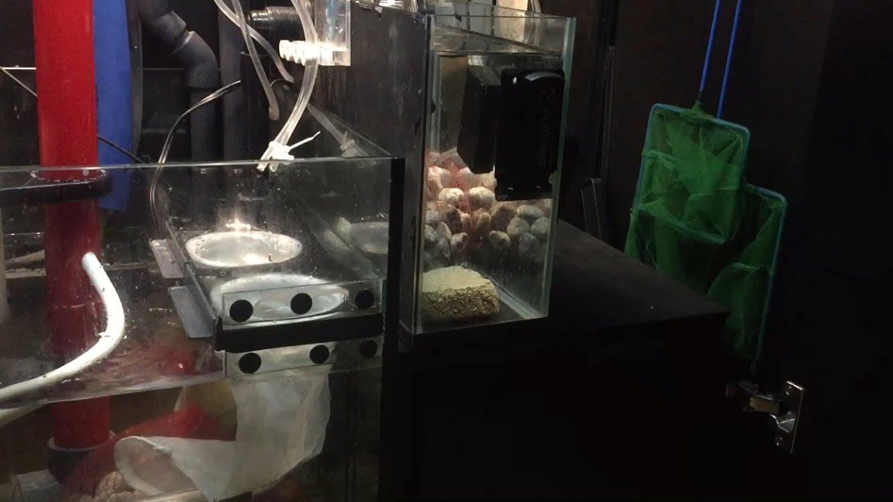 Red Sea Reefer 250 Sump Modification Youtube Red Sea Reefer 250 Sump Modification Youtube