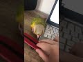 Short, funny parrot video!