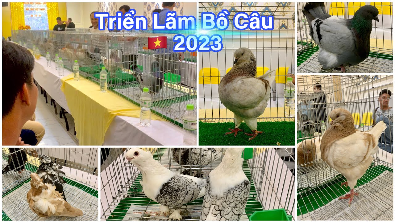 Triển Lãm Bồ Câu Kiểng Việt Nam 2023 ( Full) | Bồ Câu Mondain - King Halan - Banh USA