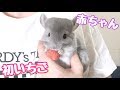 チンチラの赤ちゃんにイチゴあげてみたら可愛かった!!