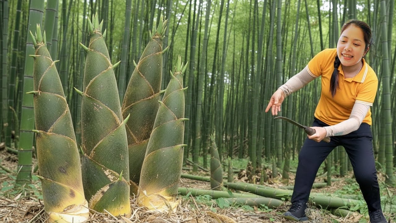 Harvest Bamboo Shoot: Finding Giant & Fresh Shoots in the Deep Forest