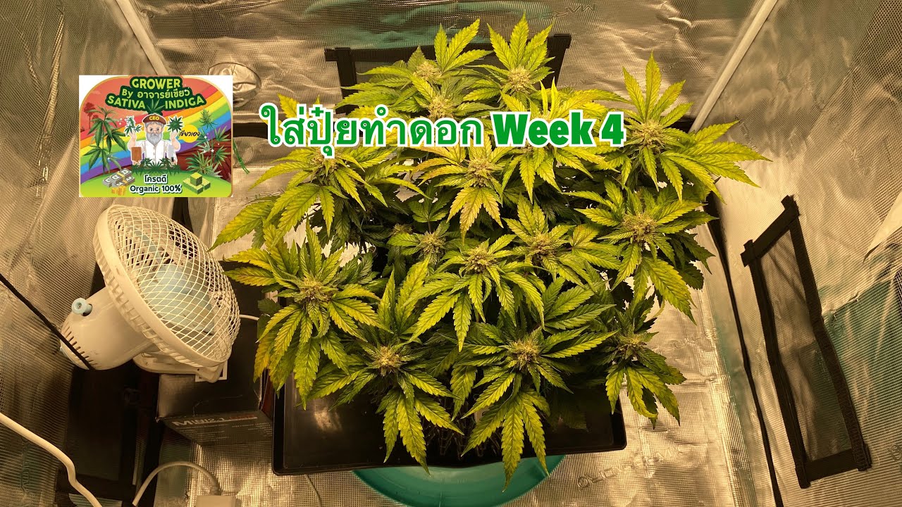 Ep-1 Chem D i95 x Pluto Auto Ethos ใส่ปุ๋ยทำดอกสัปดาห์ที่ 4 และตัดใบ 