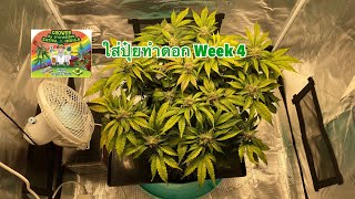 Ep-1 Chem D i95 x Pluto Auto Ethos ใส่ปุ๋ยทำดอกสัปดาห์ที่ 4 และตัดใบ @bewvunlop