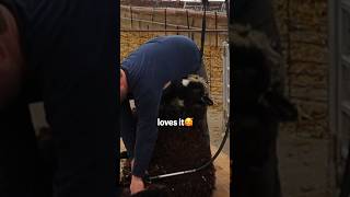 Accidentally In Love?? ...A Romantic Shearing Day For Willow