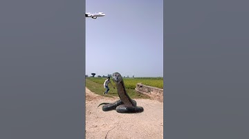 snake attack short videos /VFX kine master editing green screen videos #vfx #youtubeshorts #funny