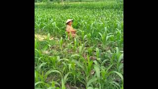 Nandur Jagung Panen Bayem