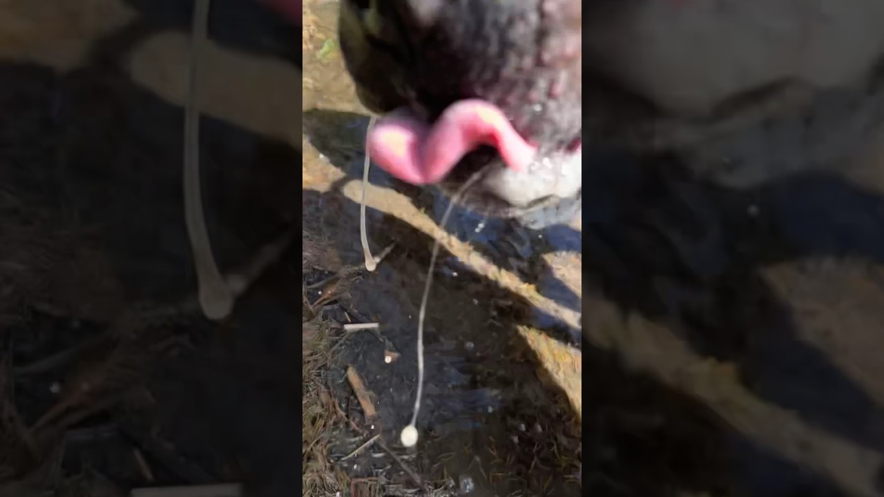 Don’t get too close to a drinking Mastiff! 😮 