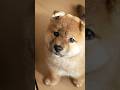 魚頭、柴犬を飼う。#柴犬色 #shorts