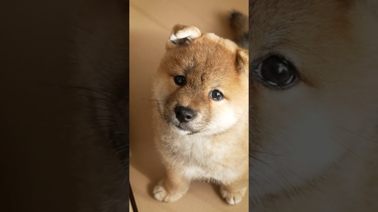 魚頭、柴犬を飼う。#柴犬色 #shorts - YouTube