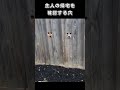 主人の帰宅を確認する穴