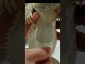 脱皮【フトアゴヒゲトカゲ】