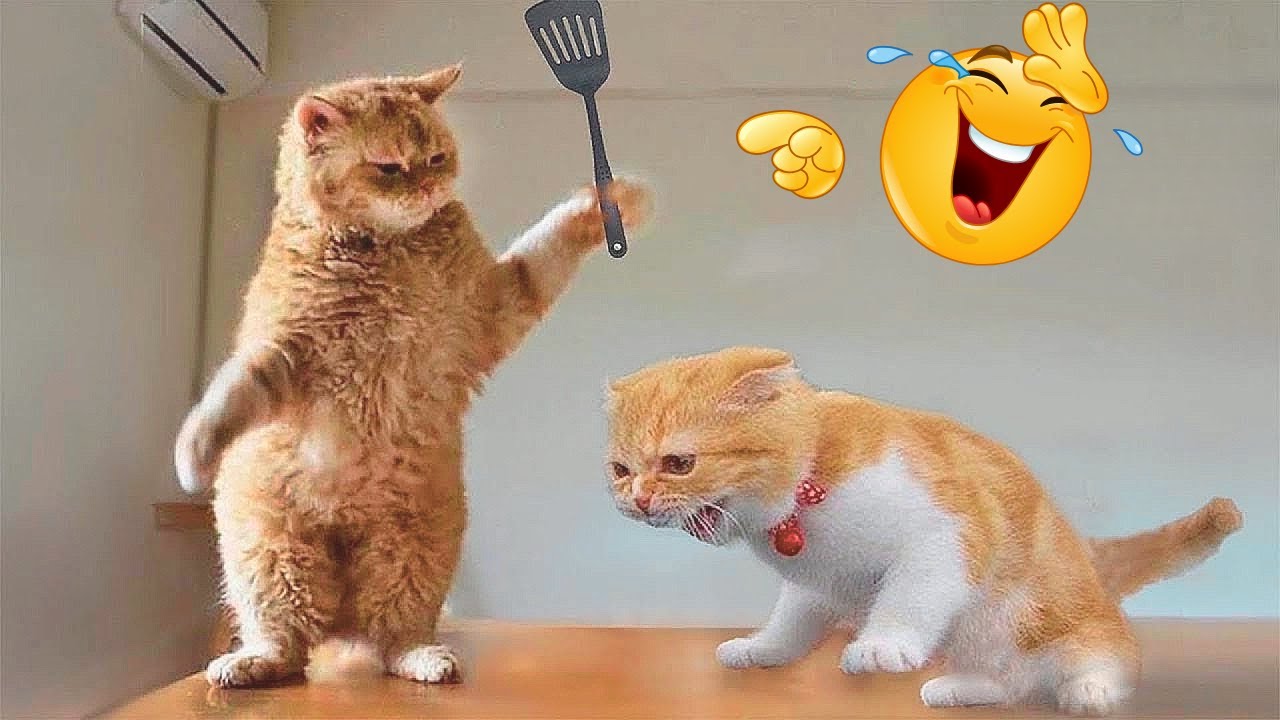 Funniest Cats of the Year 2025  | Best Funny Moments | Pet Vibes
