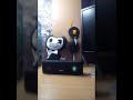 ДИСКО КЛУБ TOdance ДЛЯ ЧЕРЕПАХ