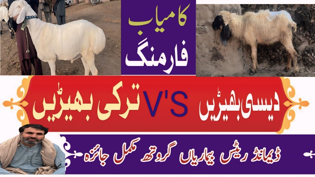 ترکی بھیڑیں اور دیسی بھیڑیں ڈیمانڈ بیماریاں کاروباری فرق مکمل معلومات 