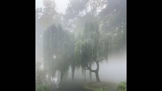 (free) *no drums* sad emotional acoustic guitar type beat "weeping willow"