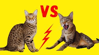 Bengalkatze Vs. Savannah Katze by Katzen&Co. 8,866 views 2 years ago 9 minutes, 25 seconds