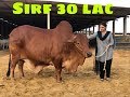 Sirf 30 lac :) | Anum Jawed | Vlog 16 | sakran cattle Farm