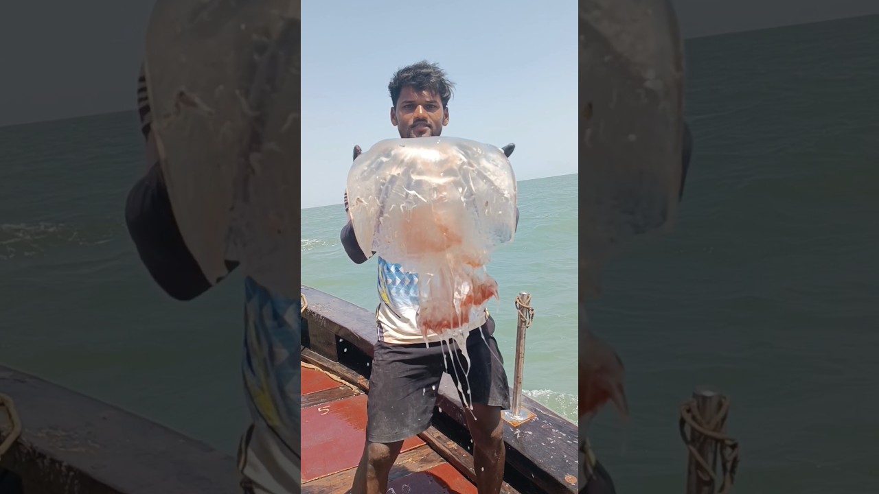 जवळ्याच्या जाळीत आला मोठा जेलिफिश. seep sea fishing. Mumbai Indian fishing #jellyfish #boat #fishing